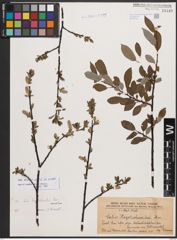 Salix bicolor Ehrh. ex Willd.